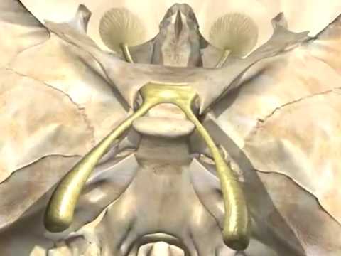 Los 12 pares craneales