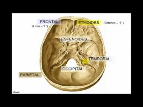 Osteologia del craneo .generalidades