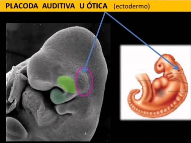 Desarrollo Embriologico Craneofacial