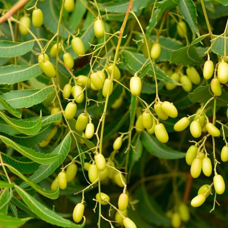 Muy usado en odontologia lo sabias? Neem es una hierba natural que proviene del arbol de neem
